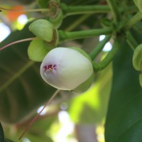 Barringtonia asiatica (L.) Kurz